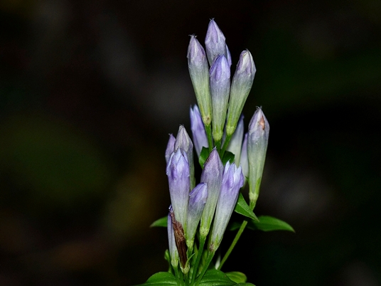 {Gentianella quinquefolia}